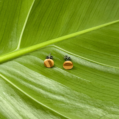 Puces d’oreilles rondes